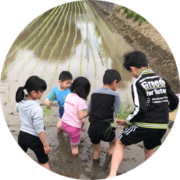 田で稲を植える子供